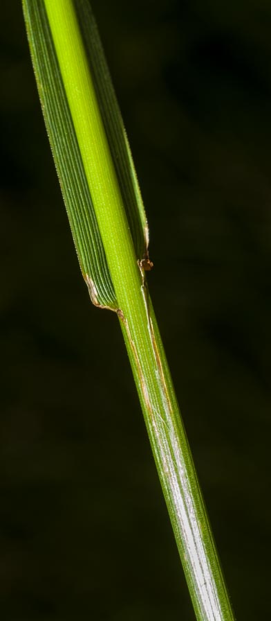 Poaceae